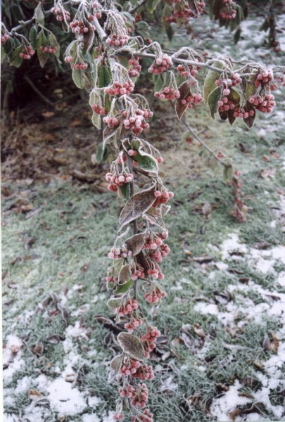 ../Images/Frost on Cotoneaster Frigida.jpg